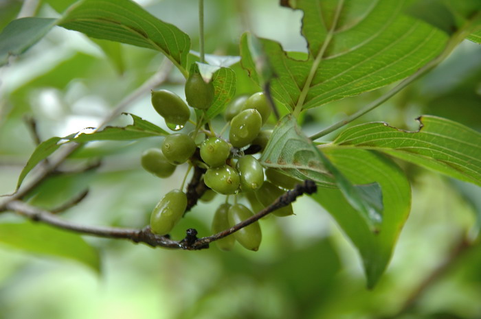 向日葵的样子和特点