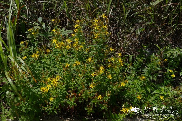 百合怎么种植方法