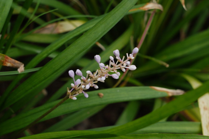 苹果种植地区