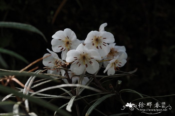 盆栽植物图片及名称