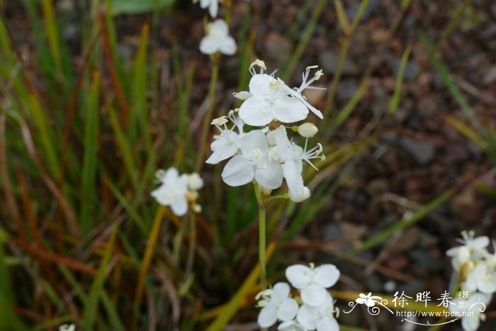 无花果开花吗?