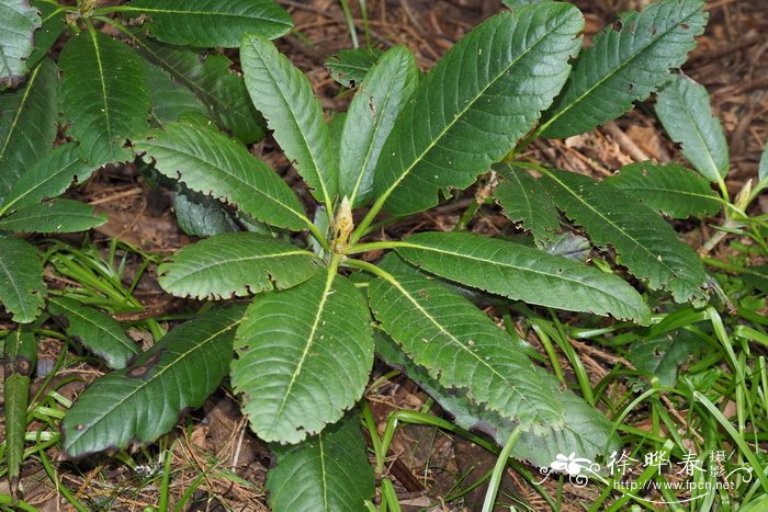 植物体内会带电这种说法正确吗