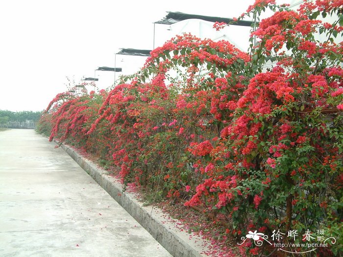 植物花卉盆栽