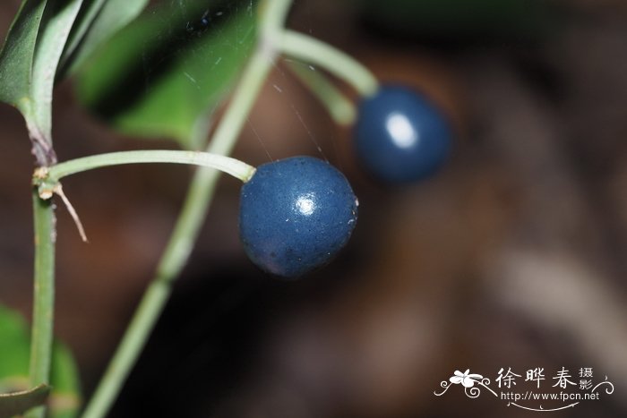 裸子植物和被子植物