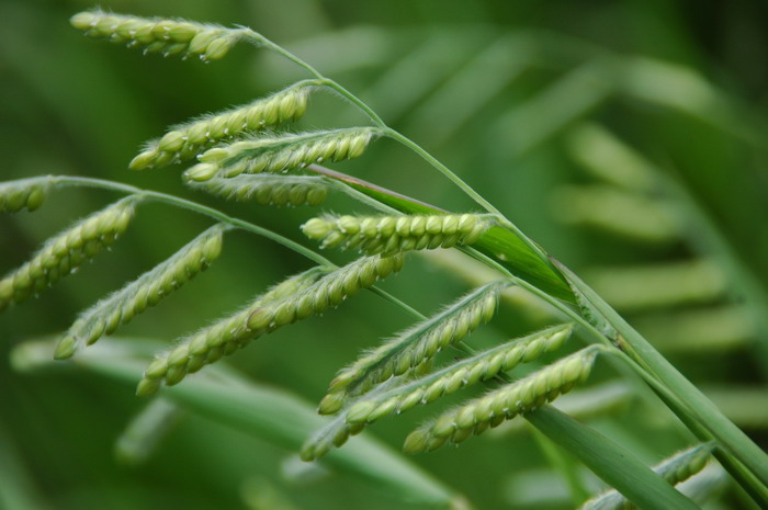 非洲茉莉