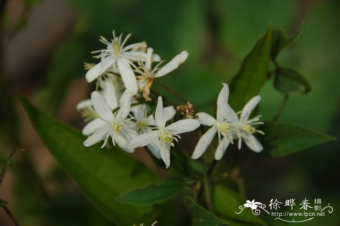 种荷花