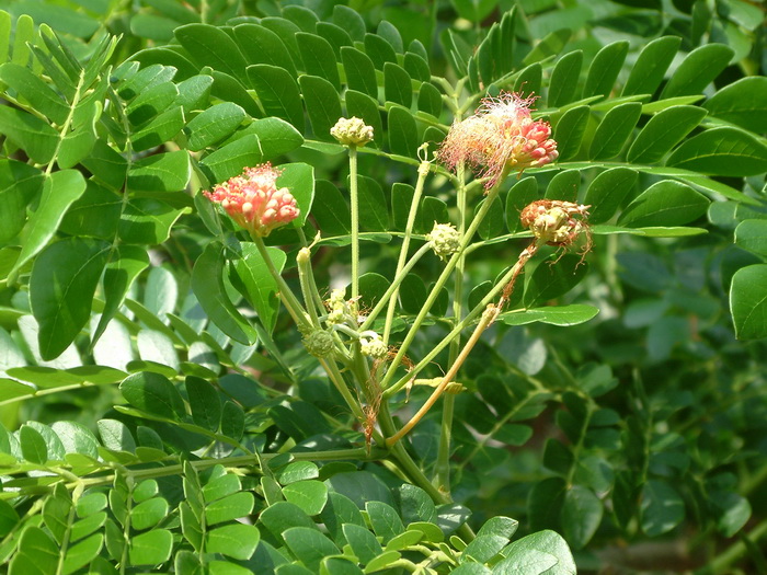 西安鲜花