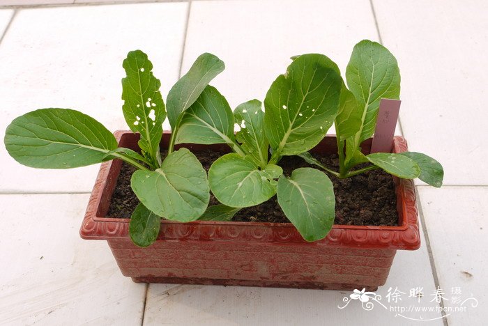 香料植物