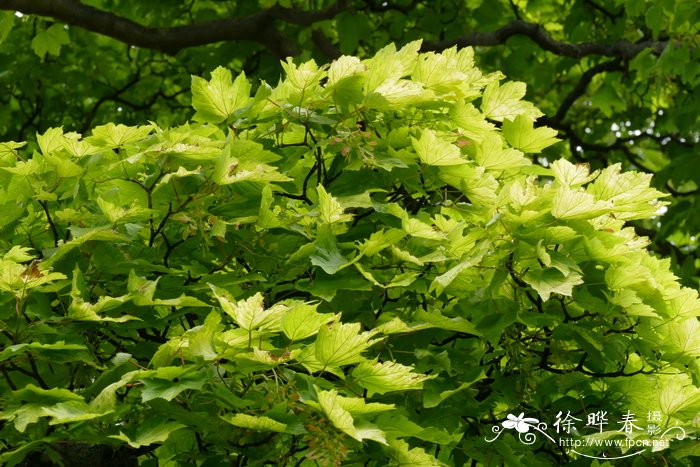 水仙花神