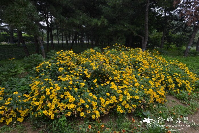 水塔花养殖方法和注意事项