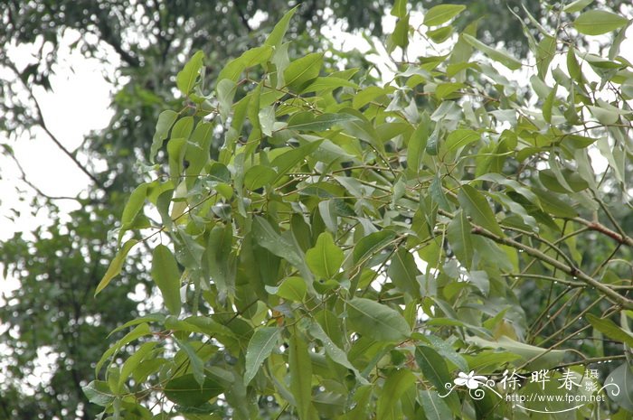 角茎野牡丹