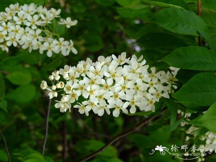 温馨鲜花网