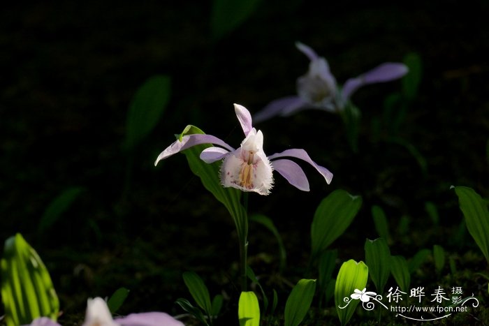 好养的花有哪些