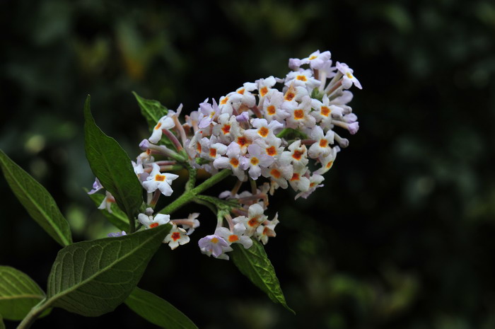 石家庄鲜花速递