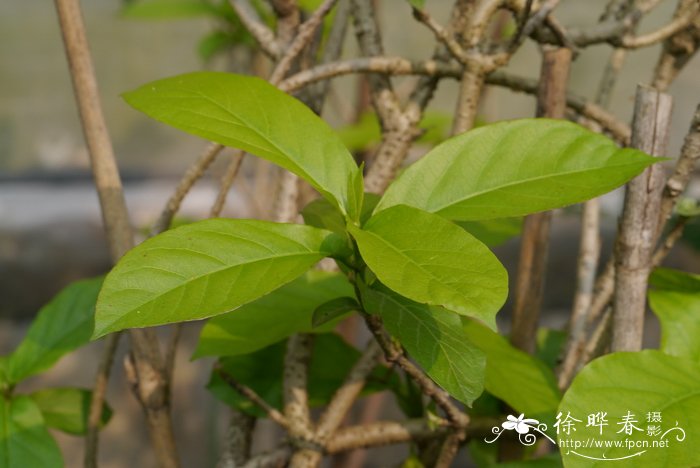 兰香草