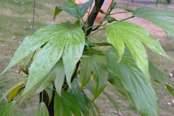 麦秆菊