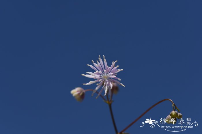 凌霄花花语