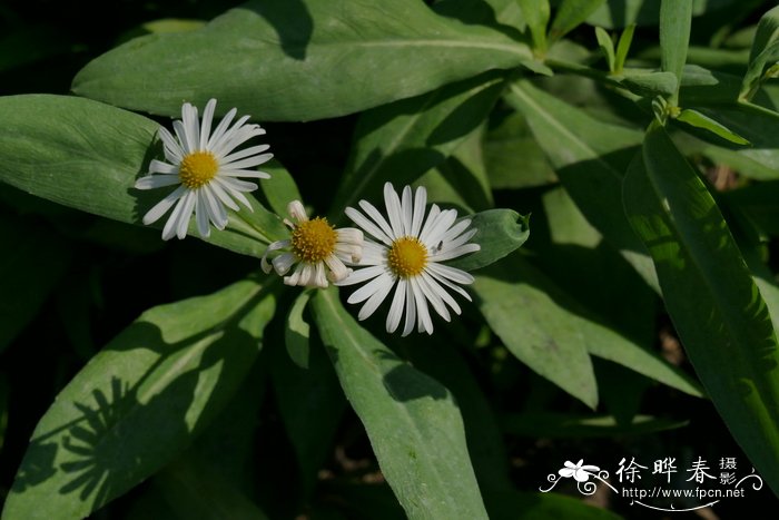 木芙蓉根