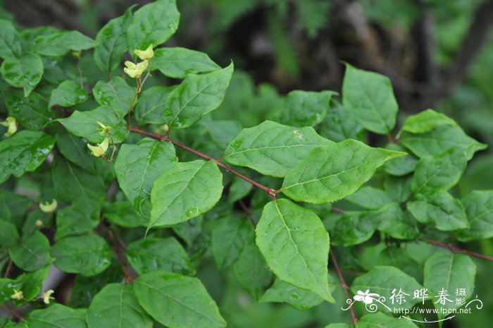 栀子花怕冻吗