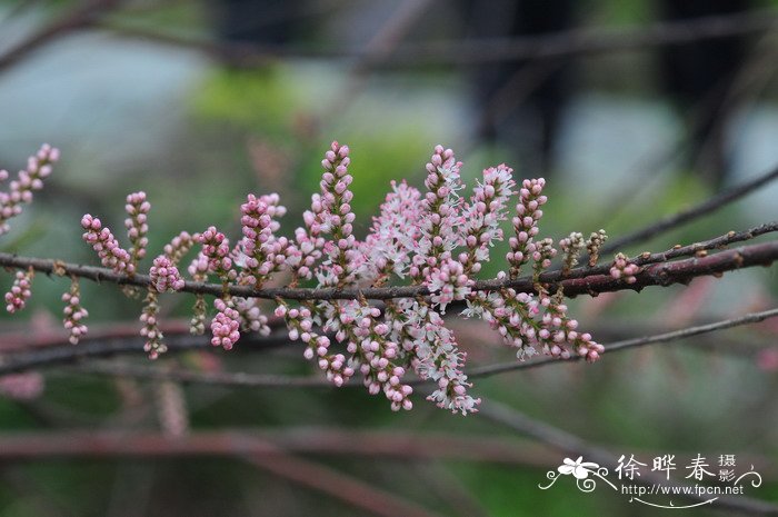 卧室里放什么植物和花比较好