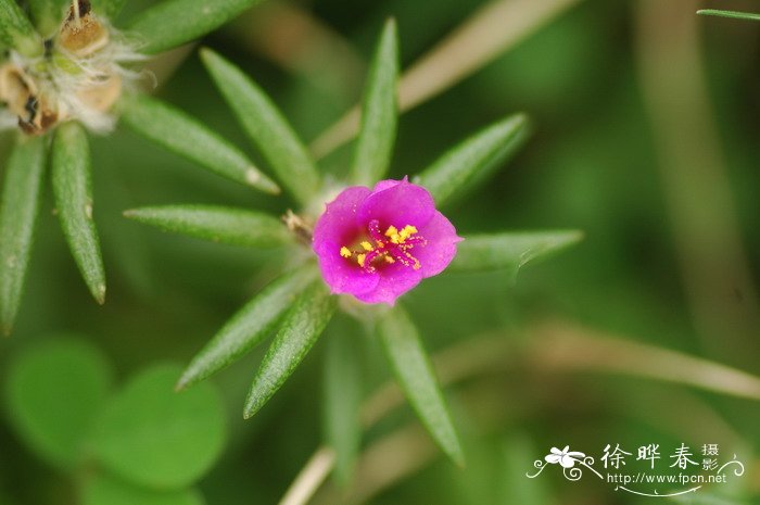 仙客来休眠后怎样催芽