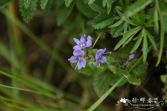 百香果树