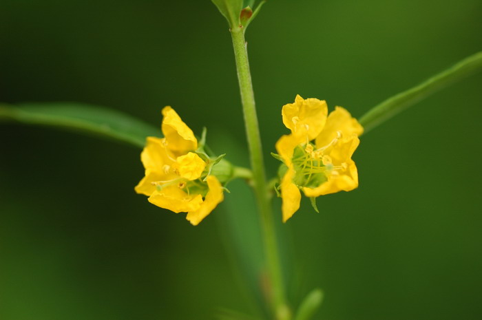 白晶菊花语