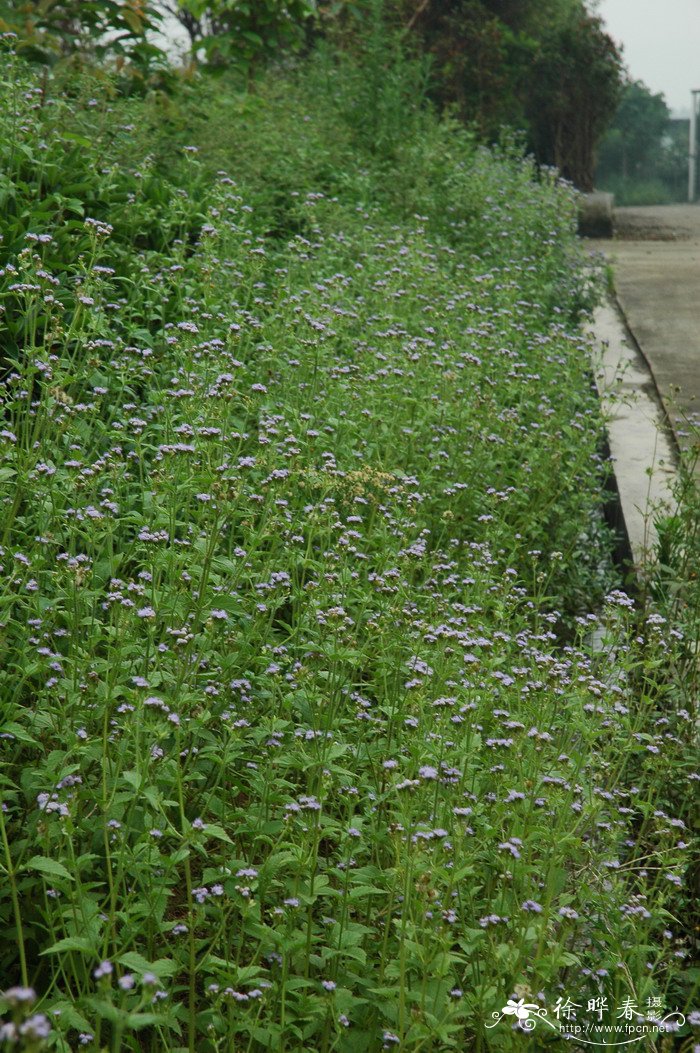 背阴地方适合种什么蔬菜