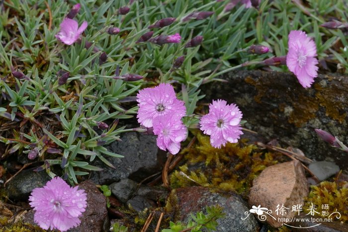 独本菊