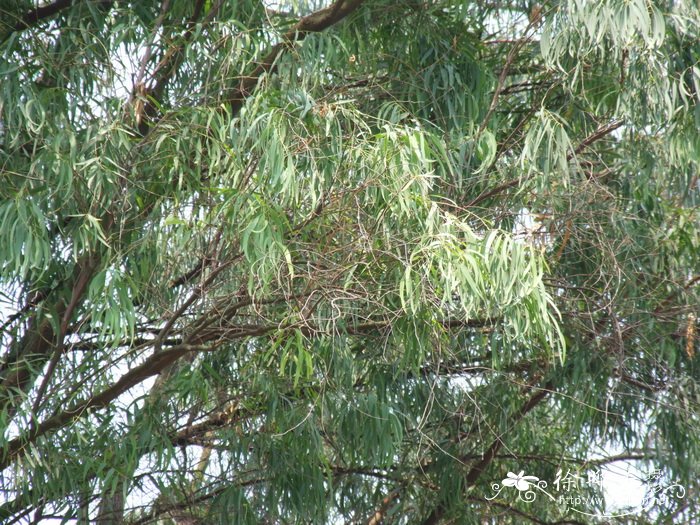 草坪种植方法