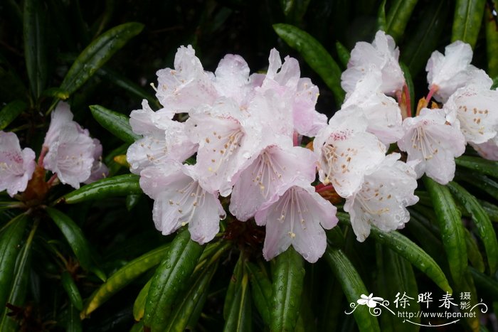 非洲茉莉