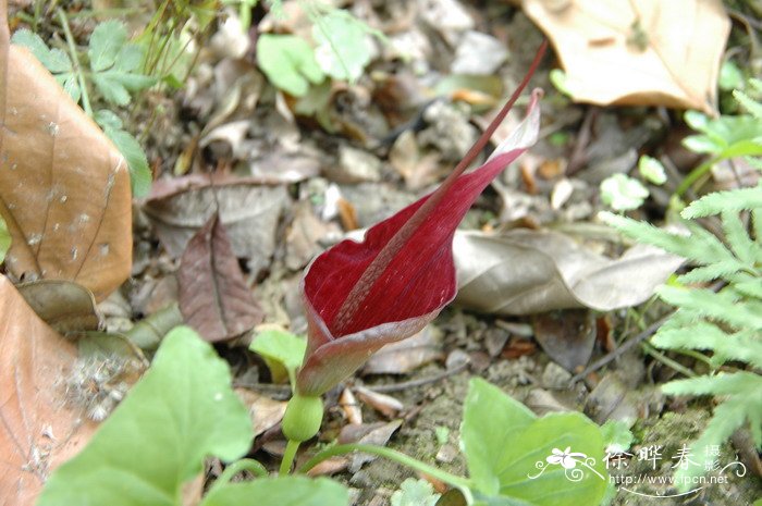 农村种植致富项目