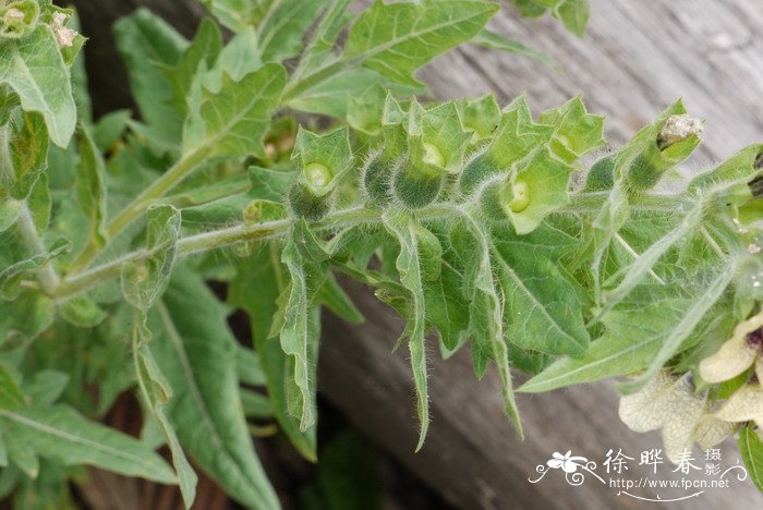 19朵玫瑰花语是什么意思