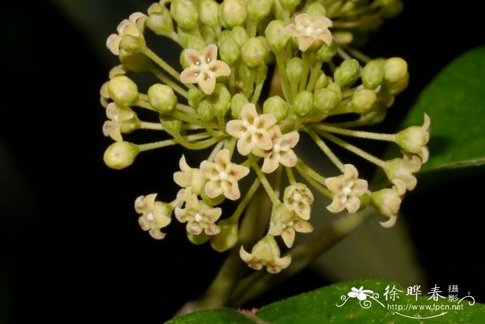 菊花代表什么