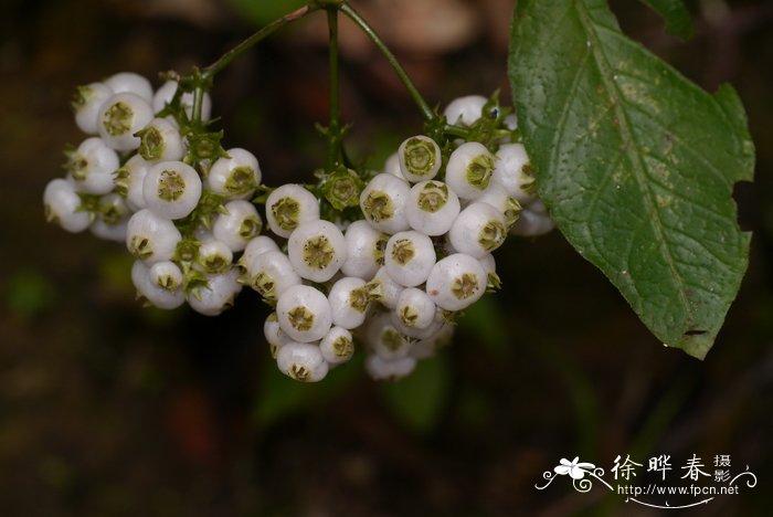 七朵花