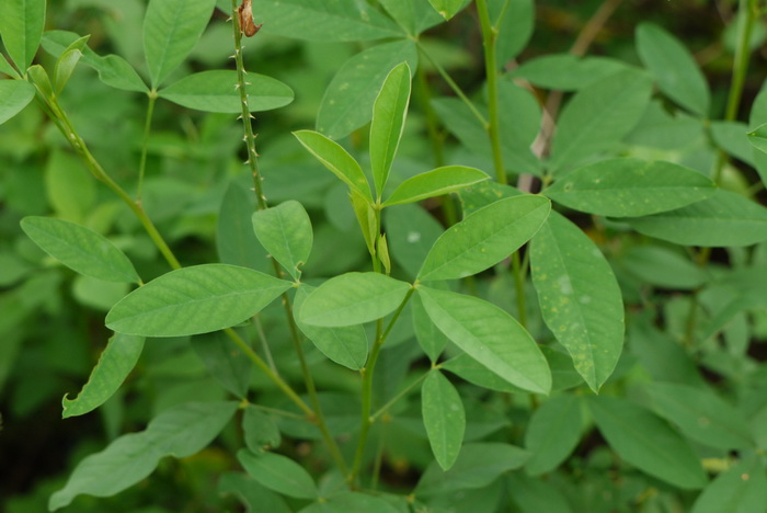 山茶花的养殖方法