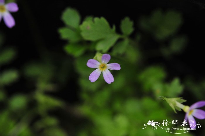 腊梅花什么时候开