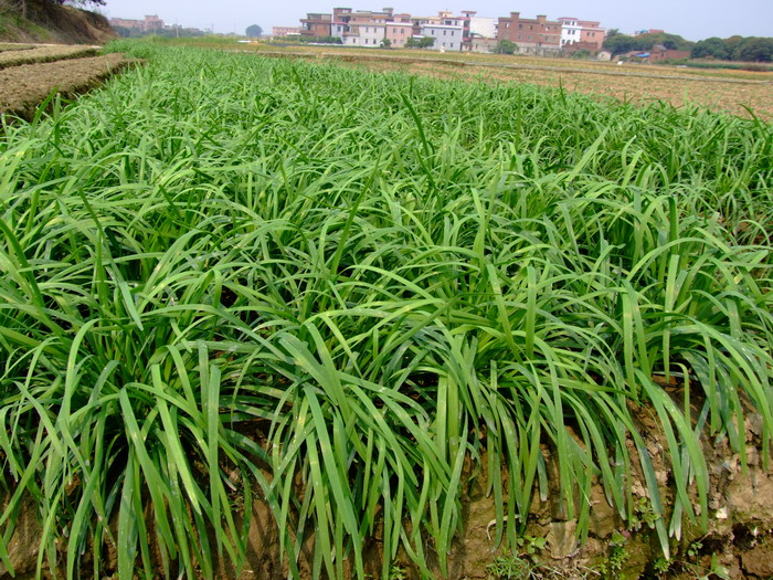 菊花花语是什么意思