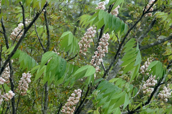 花苞的意思