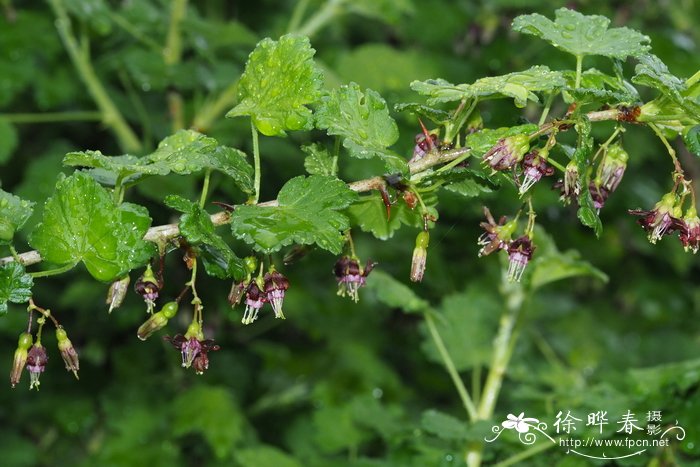 蓝色玫瑰花语