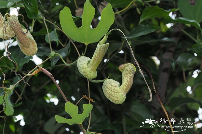 芦荟多久浇一次水合适