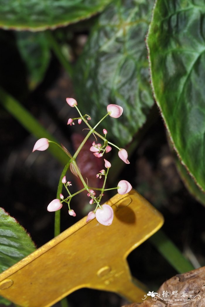 茶花树图片