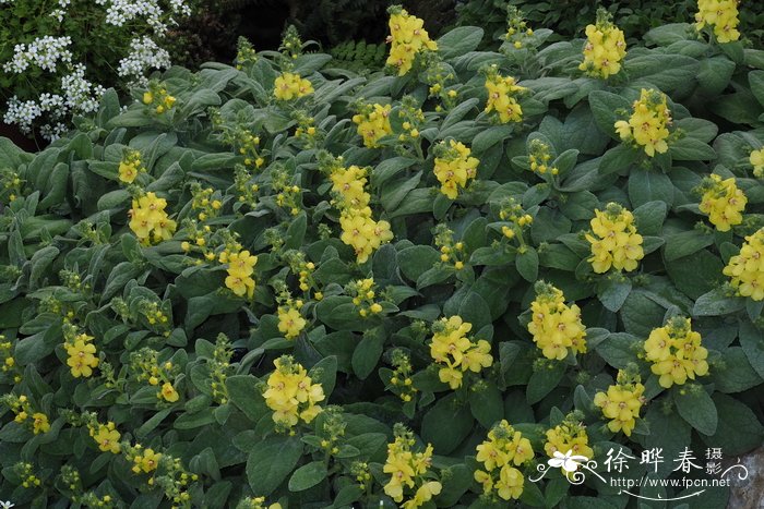 太阳花寓意