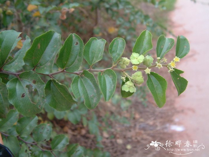 昙花的英文