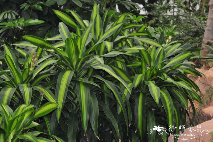 室内水培植物哪种好养活