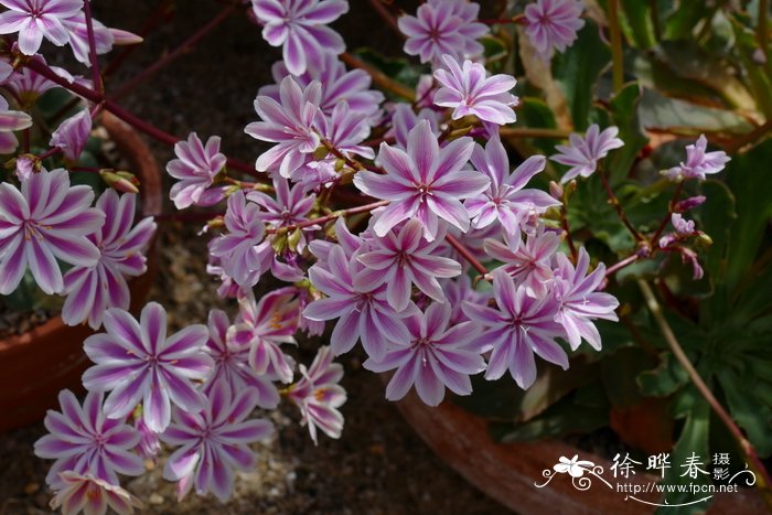 玫瑰花怎样种植和养护