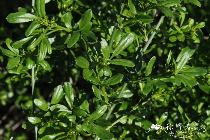 芍药种植方法和时间