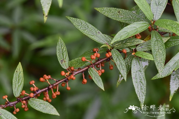 玫瑰花茶的功效与作用