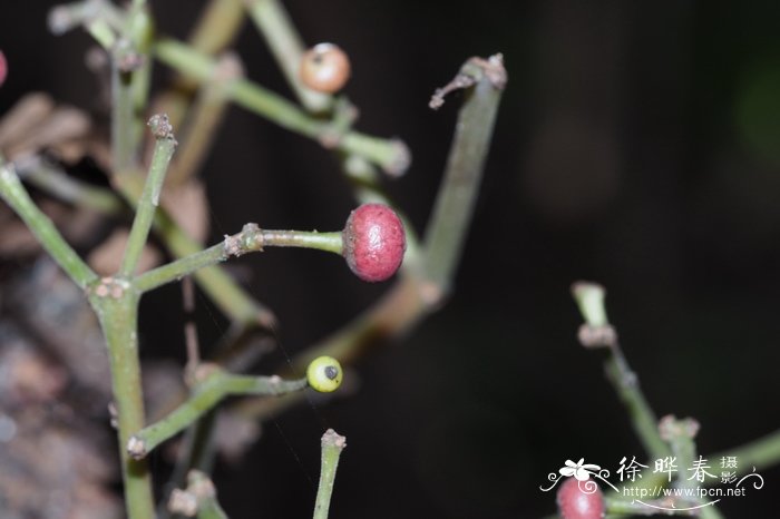 荷花象征着什么?