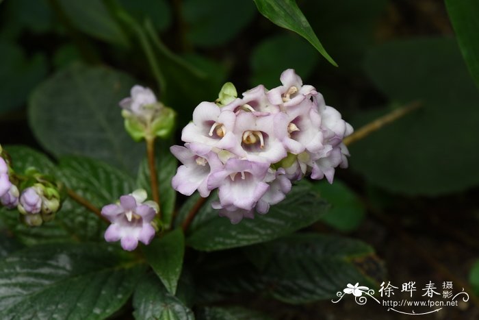 植物水